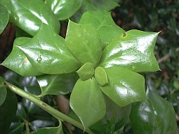 [Holly leaves]