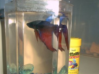 Figher, the beta fish