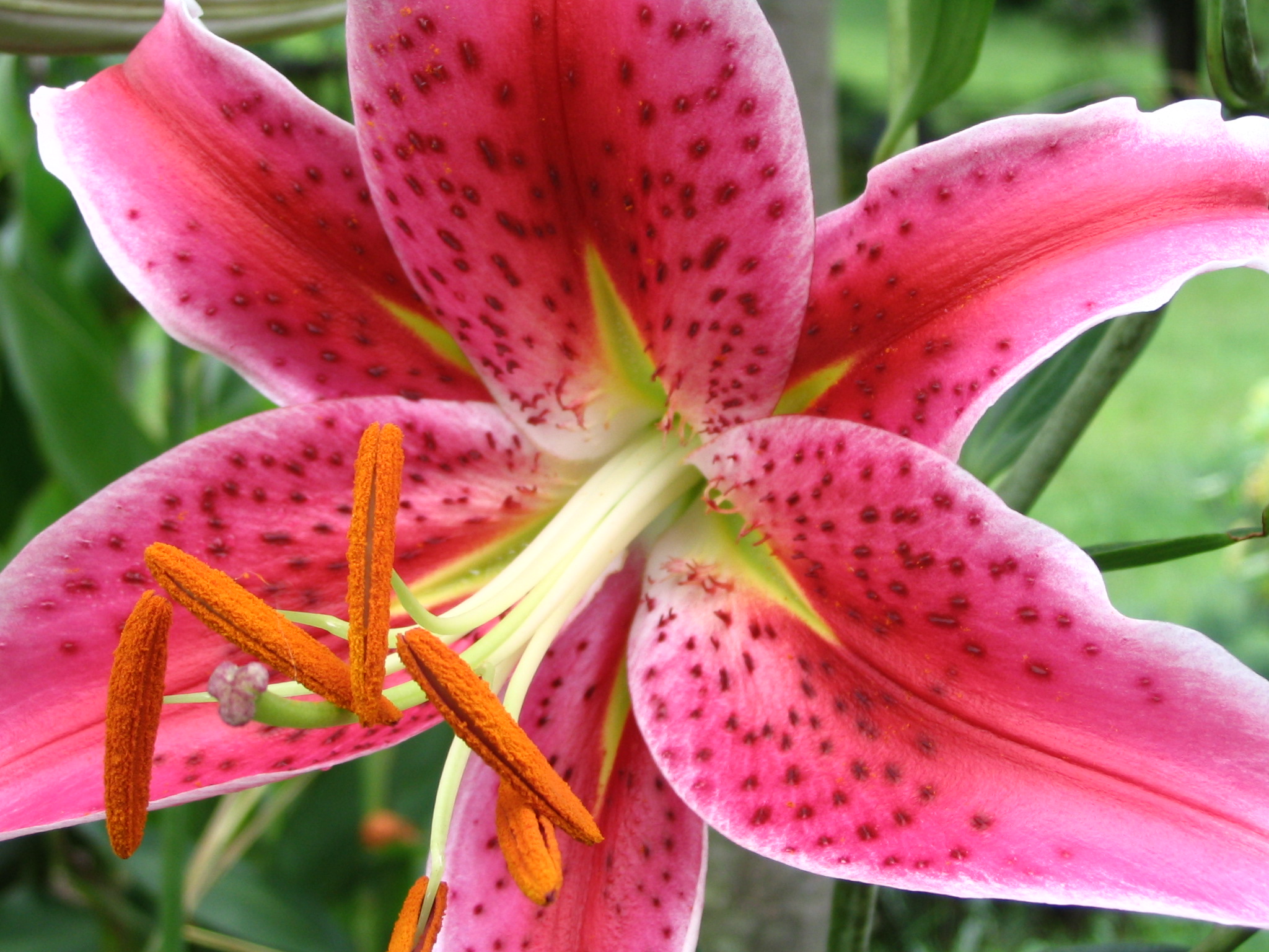 Oriental Lilies