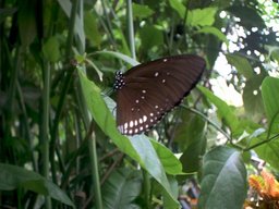 [Butterfly on a tree - Callaway Gardens]