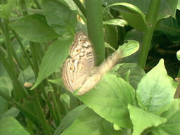 [Butterfly - Callaway Gardens]