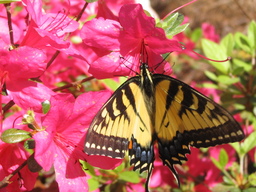 [Butterfly on an azalia bush]