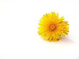 [Dandelion flower]