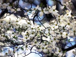 [Dogwood tree in bloom]