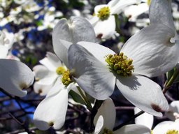 [Dogwood flower]