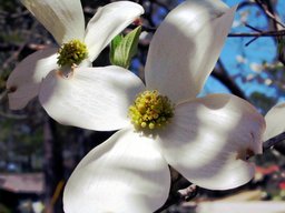 [Dogwood flower]