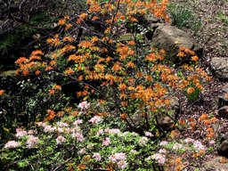 [Flowering trees at the nature preserve]