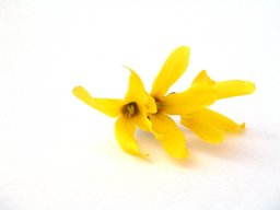 [forsythia flower]