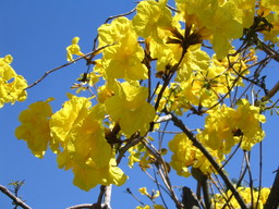 [Dandelion bush]