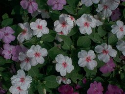 [Pansies with some GIMP]