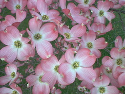 Pink Dogwood