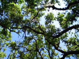 [Spanish Moss on Merritt Island, Florida]