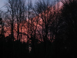 [Sundown and trees]