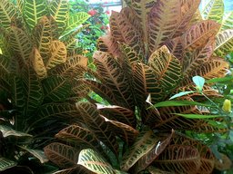 [Tropical Plants at Callaway Gardens]